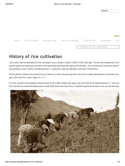 History of Rice Cultivation - Ricepedia | Rice | Slavery