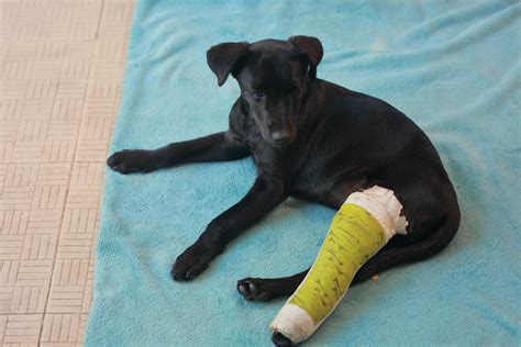 Puppy dog with injured broken bone received first aid treatment with a splintafter color green a ...