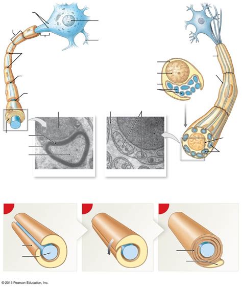 schwann cells Diagram | Quizlet