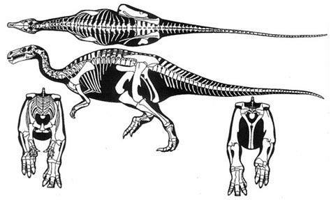 Camptosaurus Skeleton