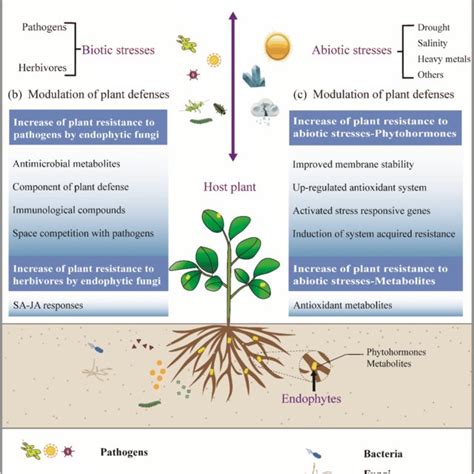 Beneficial effects of endophytic fungi colonization on plants | Request PDF