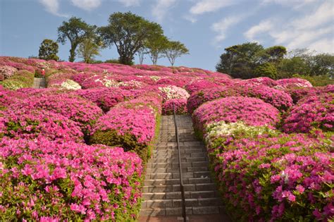 There are many beautiful spring flowers in Japan. | tsunagu Japan