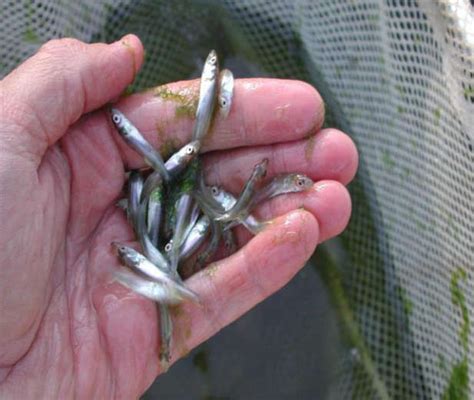 Angler's Guide to Walleye Fishing in Georgia — Georgia Fishing Guides — Fishing Ward