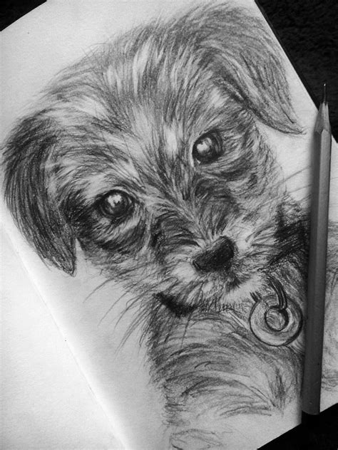 Realistic Easy Drawings Of Dogs
