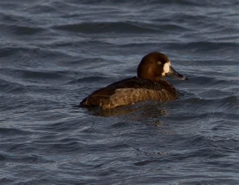 Greater Scaup Female | A Greater Scaup Female, Athya marila,… | Flickr