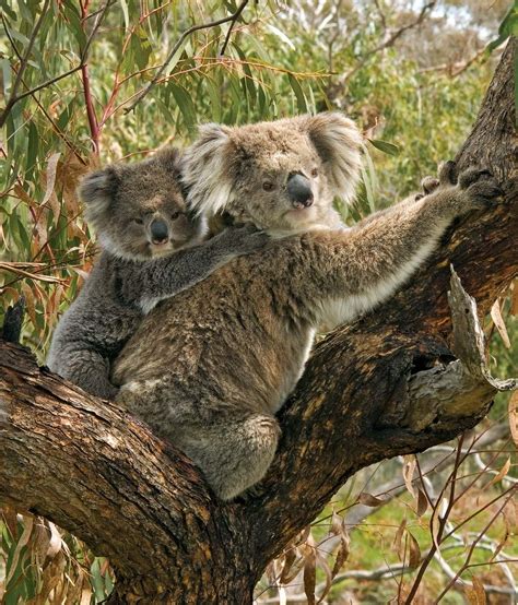 Koala | Appearance, Diet, Habitat, & Facts | Britannica