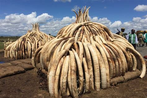 Kenya burns elephant tusks to protest 'unprecedented' levels of ivory poaching - ABC News ...