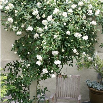 Lady Banks' white rose (climbing species rose): €11.95 at Howbert & Mays | Lady banks rose ...