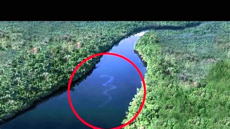 GIANT SNAKE IN THE AMAZON RIVER (hd) - YouTube