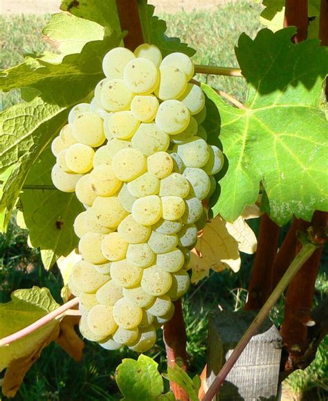 Viognier Wine Grapes (2) | The Wine Cellar Insider