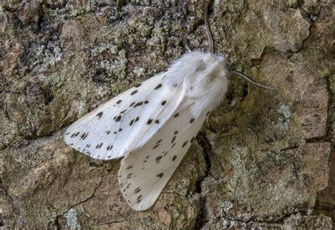 White Ermine Moth– Identification, Life Cycle, Facts & Pictures