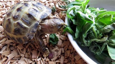 Baby Tortoise Diet & Feeding Guide For Beginners – The Turtle Hub