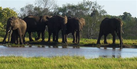 Practical Conservation & Elephant Experience in South Africa - Volunteer Abroad