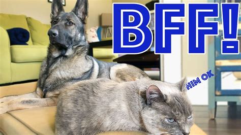 How Our German Shepherd and Cat Became Best Friends: How to Introduce ...