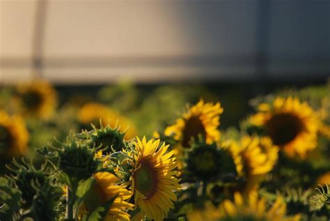 Sunflower field view 12694532 Stock Photo at Vecteezy