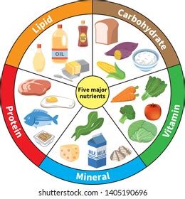 Five Major Nutrients Photos, Images & Pictures | Shutterstock