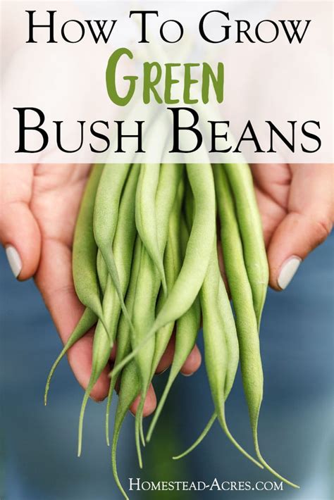 How To Grow Green Bush Beans For A Successful Harvest - Homestead Acres