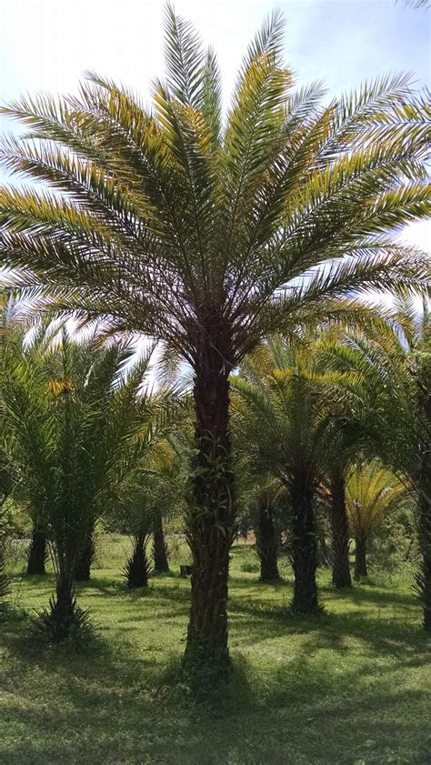 Medjool Date Palm – Hardy Palm Tree Farm