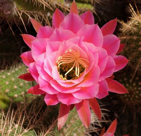 Single Pink Cactus Flower | Quiet Moon Photography