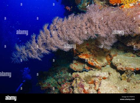 Coral reef at the Maldives Stock Photo - Alamy