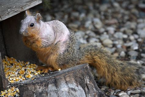 Squirrel Mange | Flickr - Photo Sharing!