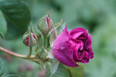 Rose Taman Hijau - Foto gratis di Pixabay - Pixabay