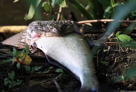 Northern Water Snake Eating Fish by Boris REYT