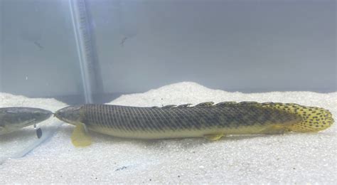 Polypterus Poly – undergroundaquaticz