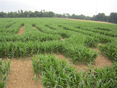 "Happenings" at Hurricane Hill Farm (A Pennsylvania Century Farm): Corn ...