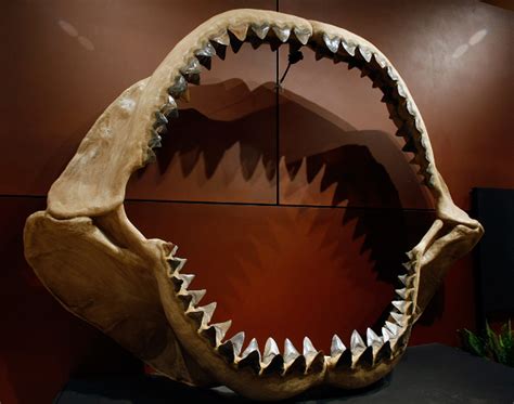 Does Megalodon Still Exist? 'Shark Week' Explores Fact Vs. Fiction About Giant Fish - Newsweek