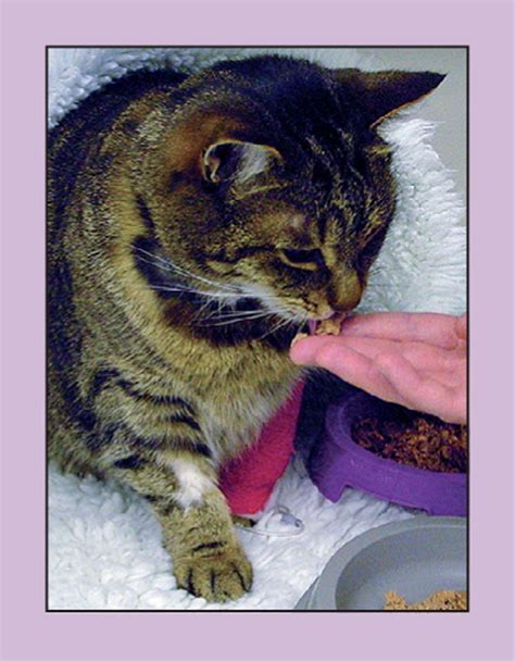 Advances in treating cats with CKD | Vet Times