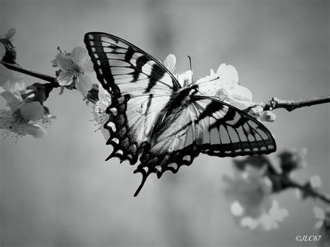 Black And White Butterfly - Cliparts.co