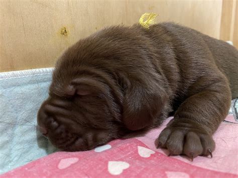 Purebred Labrador - Albany - PetsForHomes