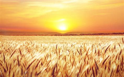 HD wallpaper: Earth, Wheat, Field, Summer, Sunrise | Wallpaper Flare