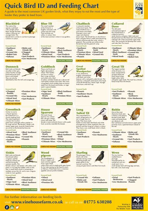 Quick Bird ID and Feeding Chart Infographic