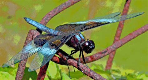 PSYCHOSCAPES: Dragonfly wrestling web of modernity
