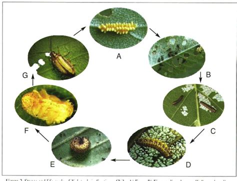 Figure 2 from Life cycle of "Xanthogaleruca luteola" (Coleoptera ...