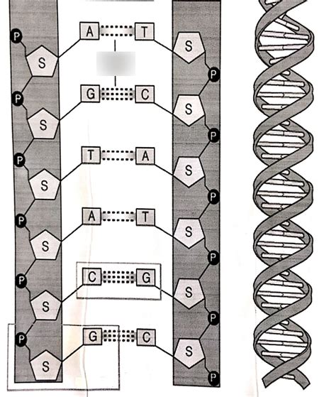 Labeled Dna Molecule