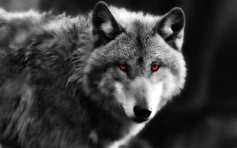 Wolf close-up, red eyes, predator wallpaper | animals | Wallpaper Better