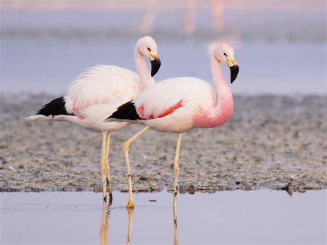 Andean Flamingo | Wild Animals! Amino