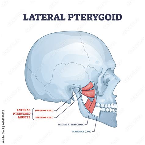 Lateral pterygoid muscle with superior and inferior head outline diagram. Labeled educational ...