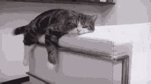 Lazy Cat GIF - Lazy Cat - Discover & Share GIFs