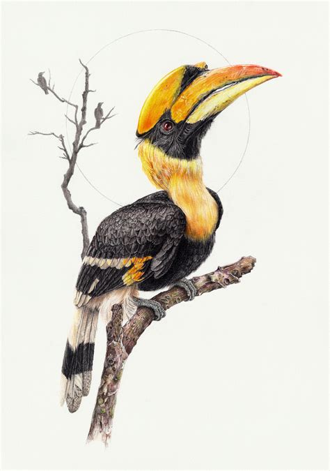 Great Hornbill by zephyrxavier on DeviantArt