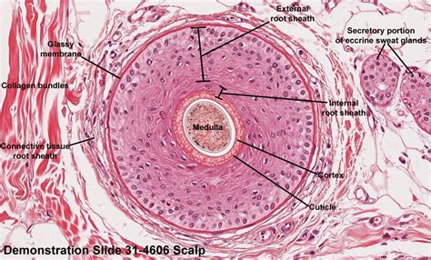 Pin on Integumentary system