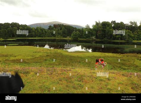 In and around Loch Insh Stock Photo - Alamy