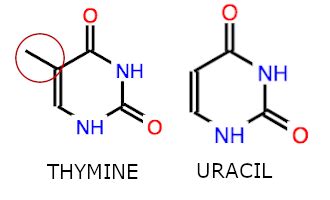 What is the difference between the structure of Uracil and Thymine? | Homework.Study.com