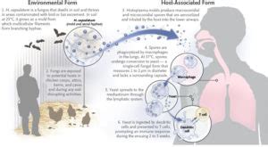 Histoplasmosis: Causes, Symptoms and Treatment