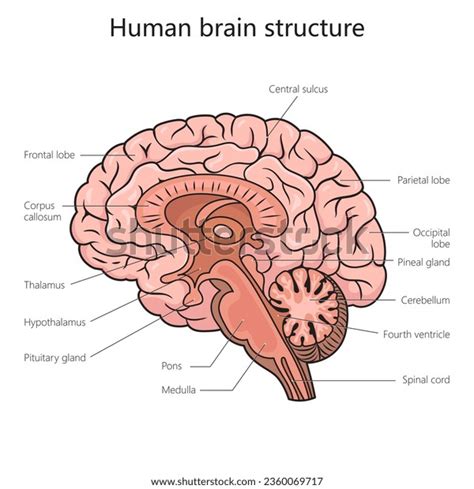 1,876 Brain Diagram Labels Royalty-Free Images, Stock Photos & Pictures ...