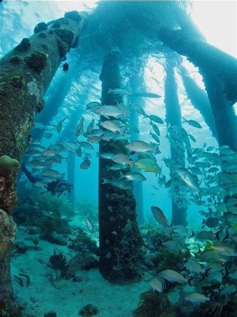 Diving Bonaire | Underwater world, Underwater photography, Diving