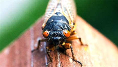 Are you ready for this summer's cicada invasion? - Futurity